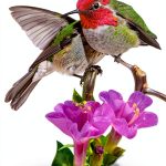 Nature-Friendly Gardens: A Comprehensive Guide for Southwest Region-0