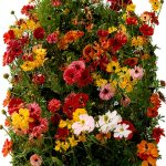 Southwest Gardening Guide by Taylor Trade Publishing-0
